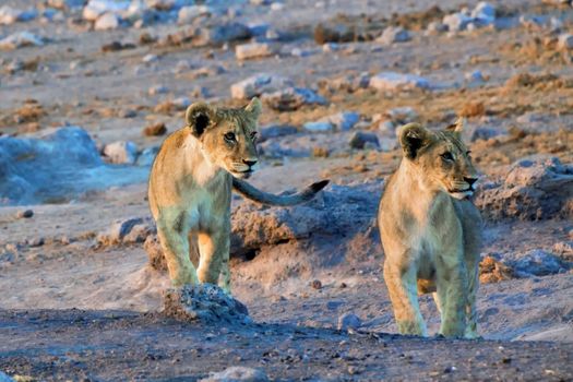 two lion cubs looking at an elephant at etosha national park namibia