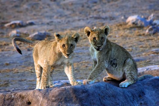 two lion cubs looking at me at etosha national park namibia