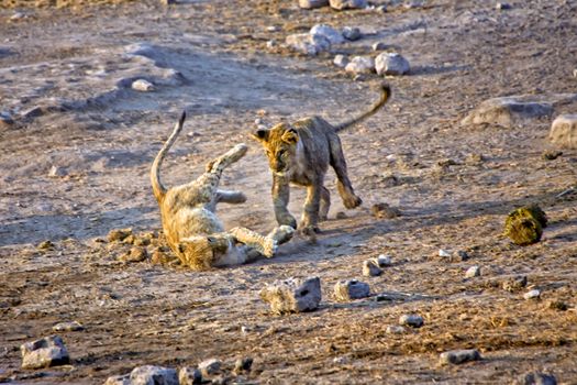 two lions cub playing in etosha national park namibia africa