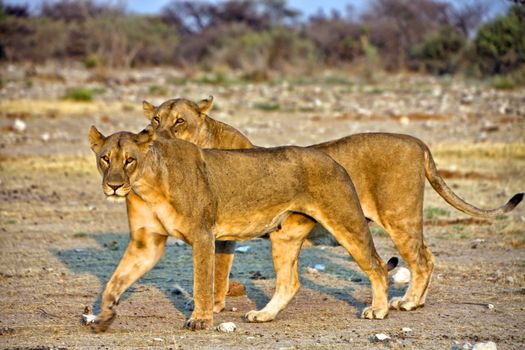 two lioness in etosha national park namibia