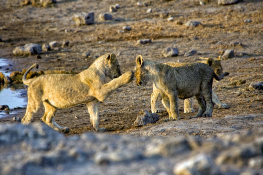 two lions cub playing in etosha national park 