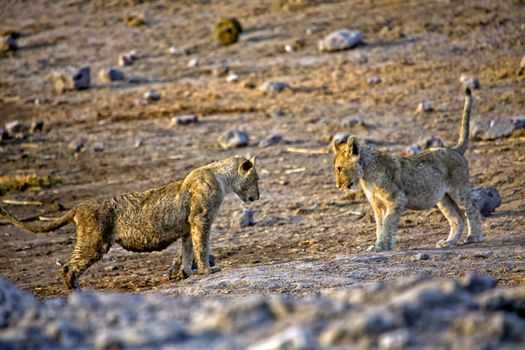 two lions cub playing in etosha national park namibia