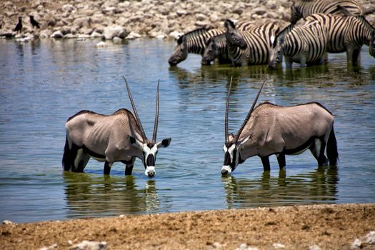 two oryx drinking water at okaukuejo etosha national park