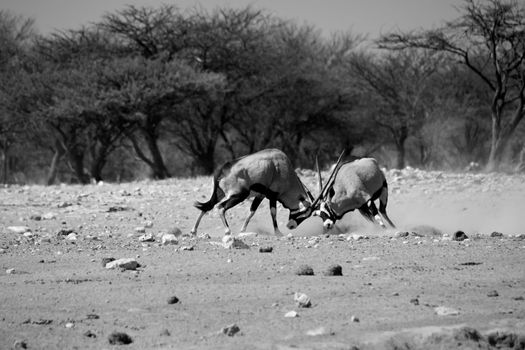 two oryx fighting at etosha national park namibia africa