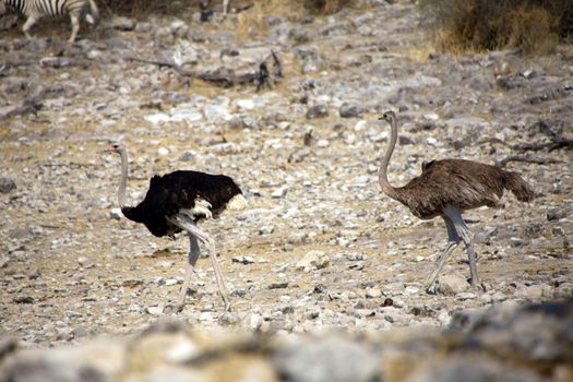 Two ostrich in etosha national park namibia