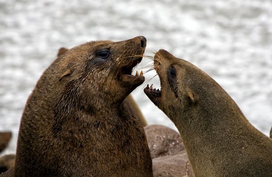 two seal fighting on the beach at cape cross seal reserve near the skeleton coast 