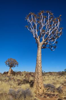 two quiver trees at quiver tree forest namibia