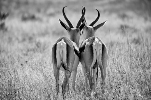 two springbok in black and white at etosha national park namibia