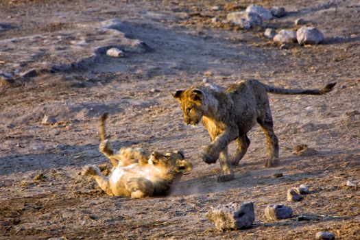 two young lions playing in etosha national park namibia africa