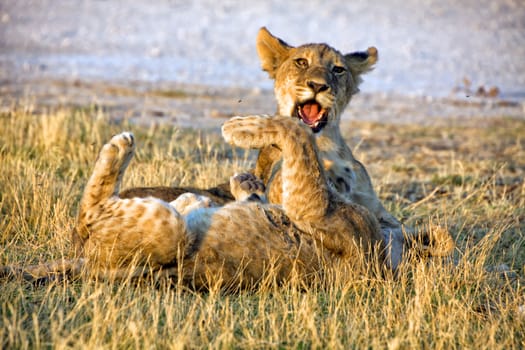 two young lion cubs playing at etosha national park namibia