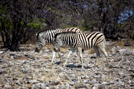 two zebra in etosha national park namibia