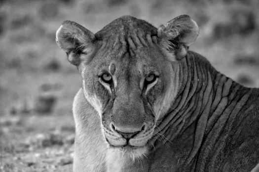 white anb black face of a lion at etosha national park namibia africa