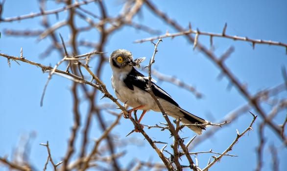 white-crested helmet shrike in etosha national park namibia