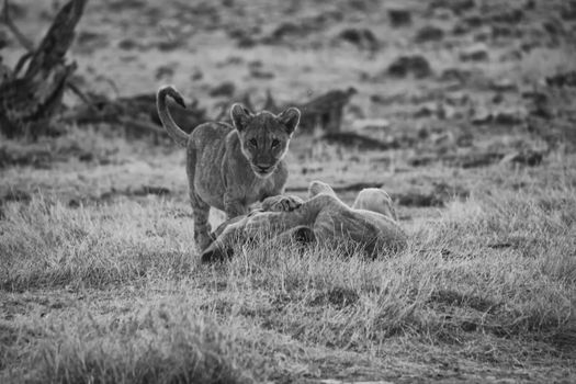 young lion in black and white at etosha national park namibia