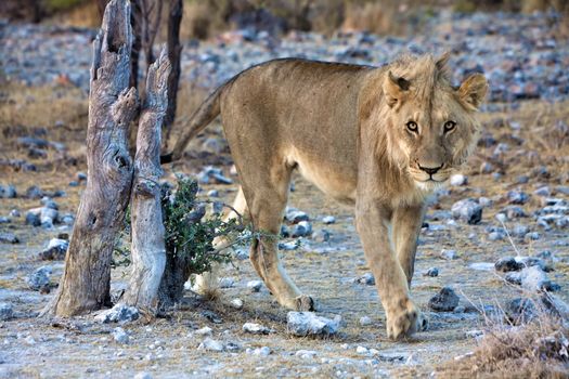 young lion looking at me at etosha national park namibia