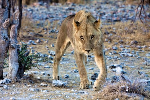 young lion looking at me at etosha national park namibia africa