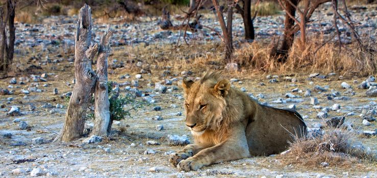 young lion sleeping at etosha national park namibia