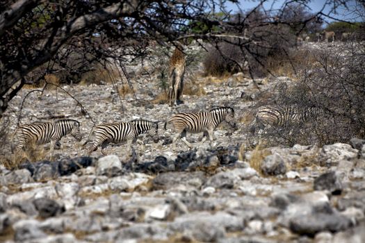 zebra in etosha national park namibia