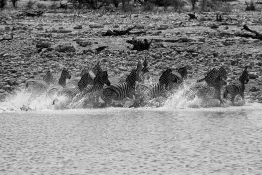 zebra running in a water hole in etosha national park namibia