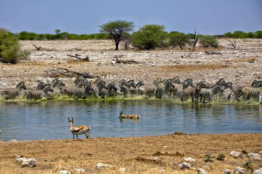 zebra running away from a waterhole at okaukueho etosha national park 