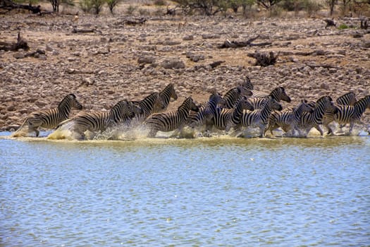 zebra running in a water hole in etosha national park