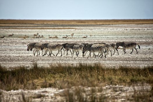 zebra walking in the etosha pan namibia