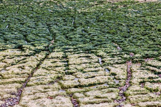 Detail of the beach in Etretat in Normandy, France during the low tide time.There are green sea weeds, many fosillized shells and rocks.