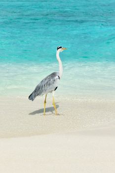 Heron at the beach on Maldivian island