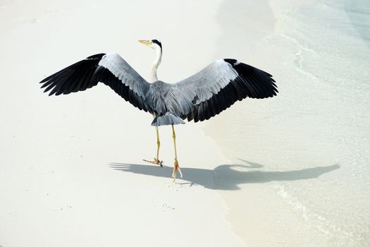 Heron at the beach on Maldivian island