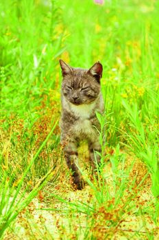 Cat walking in the grass