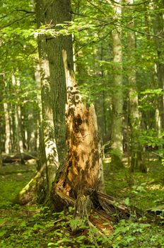 Fallen tree in Bialowieza nature reserve, Poland