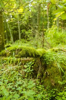 Fallen tree covered with moss in Bialowieza nature reserve, Poland