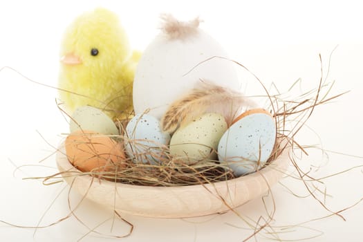 Bird's nest with chick