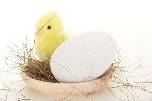 Bird's nest with chick