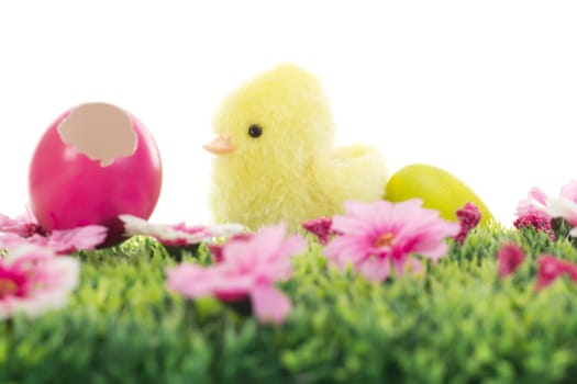 Chick on grass with flowers and easter eggs
