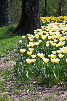 Cultivation of Darwin Hybrid Tulip Jaap Groot: yellow and white bicolor, perennial group