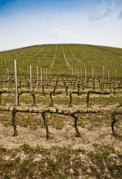 Barbera vineyard during spring season, Monferrato area, Piedmont region, Italy