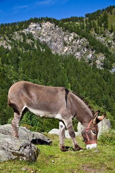 Orsiera Park, Piedmont Region, Italy: a donkey free in the park
