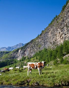 Italian cows during a sunny day close to Susa, Piedmont, Italian Alps