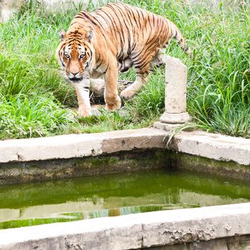 A hungry tiger looking for food in a private zoo, Italy