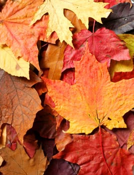 Pile of beautiful colorful autumn leaves ;