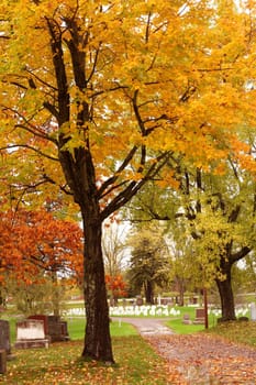 Autumn leaves on trees in a quiet country cemetary.