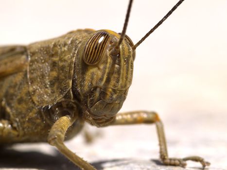 locust portrait