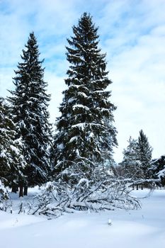 Snowcovered fir trees in winter forest, near fallen tree