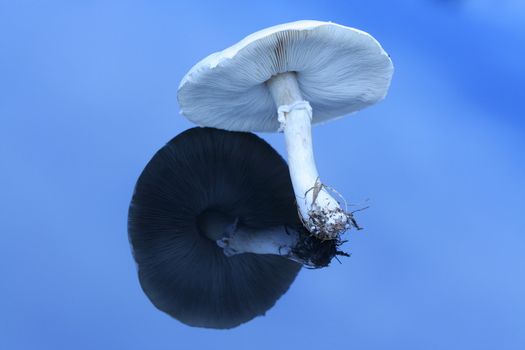 Large white mushroom on reflective surface.;