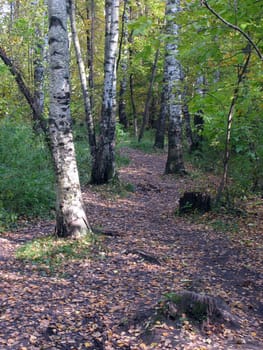 Footpath with stumps in autumn birch wood