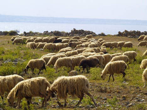 flock of sheep in cretan coastal area