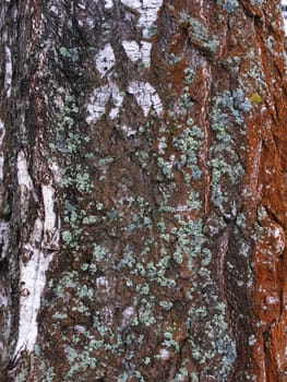 Fragment of old birch bark with green lichen