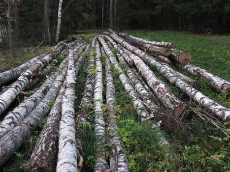 Pile of fallen birch logs in the autumn forest