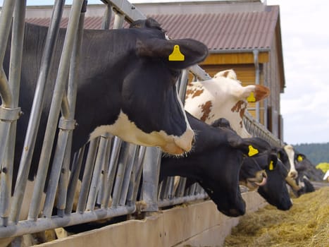 Cows feeding on a farm